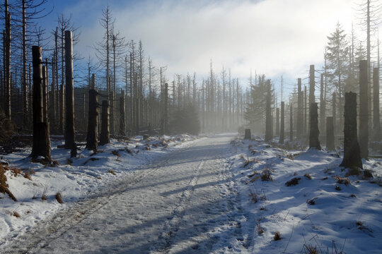 Torfhaus Harz Wanderweg im Winter Nebel