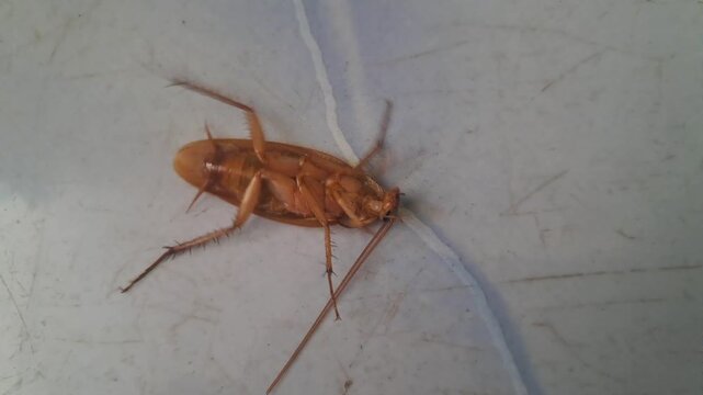 Close-up video of a cockroach lying upside down on the floor, frantically moving its legs while struggling to turn itself over, representing pest control, household infestation, and insect control con