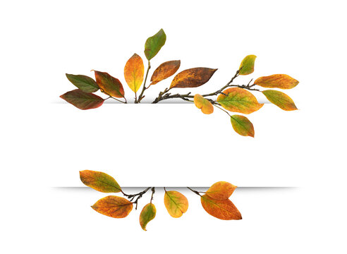 Autumn twigs with colorful leaves with copy space for text isolated on white or transparent background