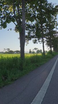 Vertical cyclist POV riding along a rural road beside lush green rice fields, with trees and warm golden sunlight creating a peaceful countryside landscape.