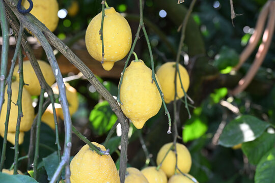 Lemons Ripening in a Lemon Tree Grove, Medium Shot