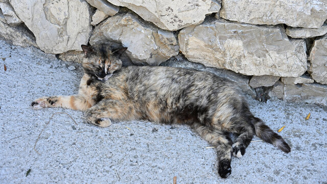 Fluffy, Well-Fed Calico Cat Lounging against Rock Wall