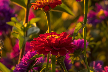 Czerwone kwiaty –cynia wytworna (Zinnia elegans) – pięknie kwitną na rabacie pewnego wieczoru u progu jesieni. Intensywnie czerwone kwiaty rozkwitają pośród bujnej, zielonej roślinności. Zdjęcie ukazu © Grzegorz
