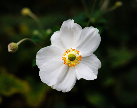 White anemone flower blooming in garden