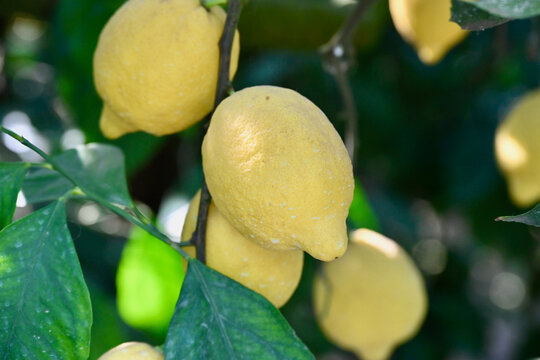 Lemons Ripening in a Lemon Tree Grove, Medium Close-up