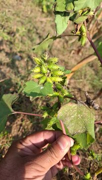 Cocklebur (Xanthium strumarium) plant, developing green spiny burrs (fruits) or seedheads 