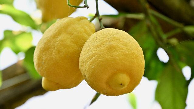 Two Lemons Ripening on Tree in Italy