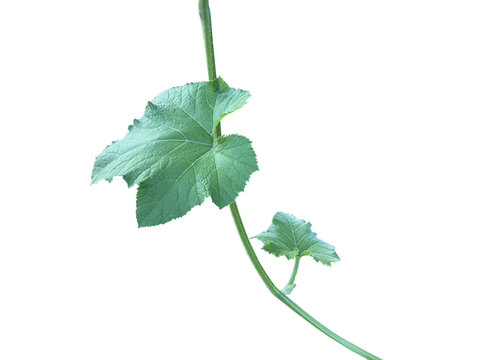 Isolated young green pumpkin leaf with clipping paths.	
