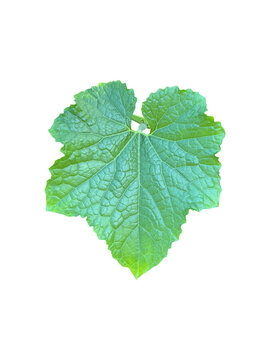 Isolated young green pumpkin leaf with clipping paths.	