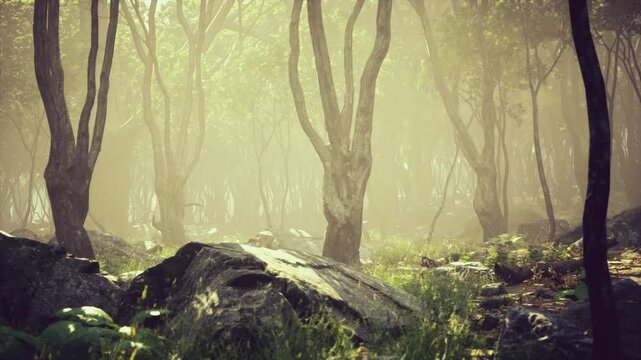 Fern covered rocky foreground under slender tree canopy, cool shadows over textured stones and damp leaf litter, moody secluded scene ideal for botanical study,