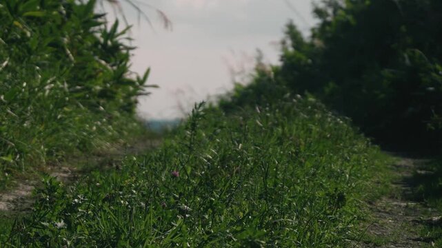 A Rutted Road Climbing Through a Sasa Bamboo-Covered Cutting with a View of the Sea
