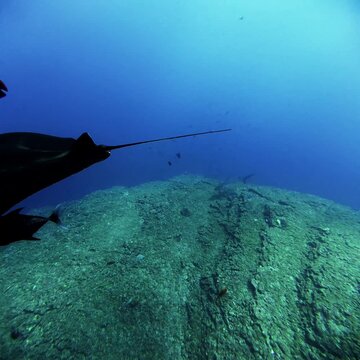 Oceanic manta ray swimming with Galapagos shark at Socorro