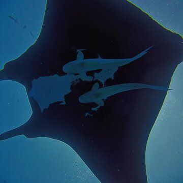 Oceanic manta ray swimming overhead with remoras at Socorro