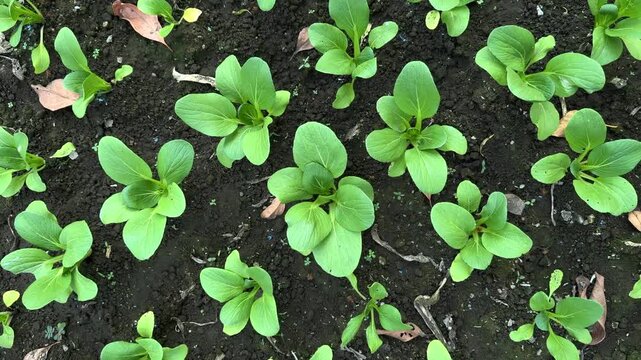 Fresh Mustard Greens Growing in Organic Compost Soil for Sustainable Vegetable Gardening