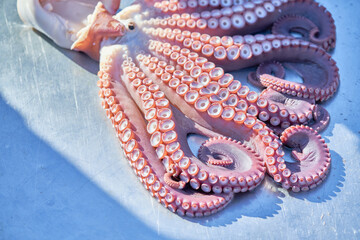 A close up view of a freshly cooked octopus resting on a scratched stainless steel table highlighting thick curled tentacles prominent suction cups and rich purple hues under bright natural sunlight. © 진영김