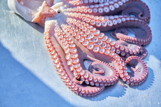 A close up view of a freshly cooked octopus resting on a scratched stainless steel table highlighting thick curled tentacles prominent suction cups and rich purple hues under bright natural sunlight.