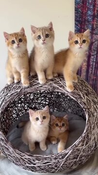 Five adorable golden kittens playing together inside and on top of a woven wicker basket bed in this charming pet video footage clip