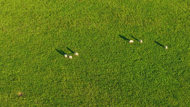 Sheep grazing and eating grass in green pasture under evening sunlight. Livestock farming with flock feeding on open grassland. Agricultural sheep breeding for meat and wool production in rural