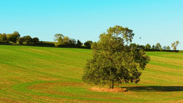 Large oak tree in green rural field beneath clear blue sky. Solitary mature tree beside curved crop rows on rolling farmland. Agricultural countryside with broad tree canopy and hedgerow boundary