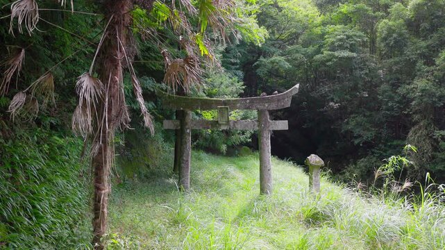 シュロの木の向こうに見える森の石鳥居と石灯籠　緑に包まれた山奥の神社