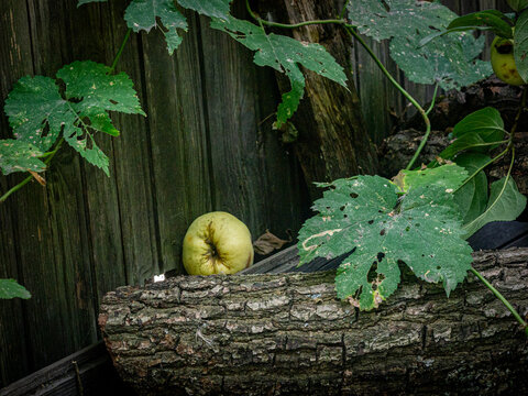 A close-up shot of a single yellow apple nestled behind a rough, textured log with prominent bark. In the background, a rustic, dark weathered wooden fence creates a moody backdrop, intertwined