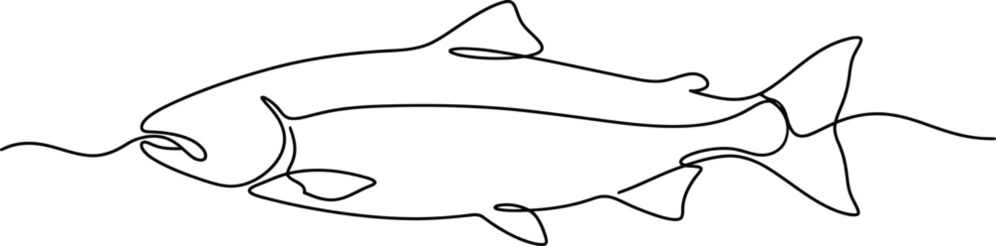 Continuous single line drawing of a salmon fish