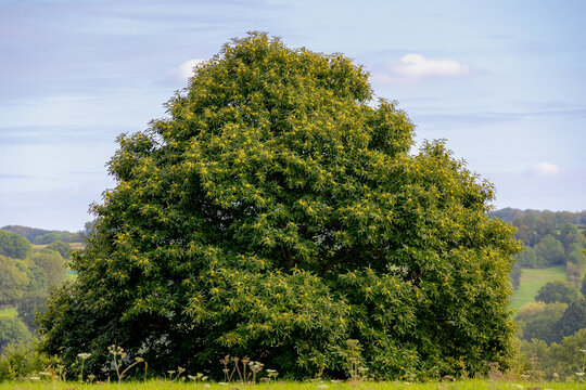 Wild and unripe chestnuts with green leaves on trees in the forest, The chestnuts are a group of eight or nine species of deciduous trees and shrubs in the genus Castanea in the beech family Fagaceae.