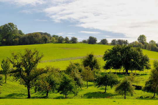 Beginning of autumn landscape, The terrain hilly countryside in border of Netherlands and Belgium, Lush green grass on hillside with trees and forest, Sint-Martens-Voeren, Belgian province of Limburg.