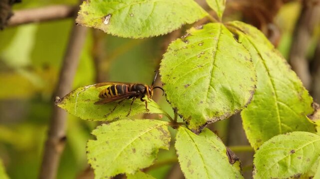 A hornet sits on a green leaf.