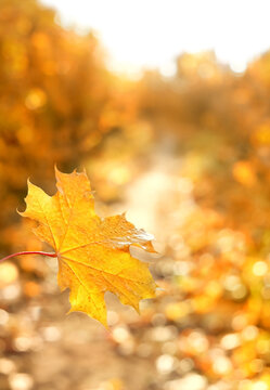 Beautiful autumn forest landscape. bright orange-yellow maple leaf close up on abstract sunny  natural background. symbol of fall season, golden autumn time. template for design