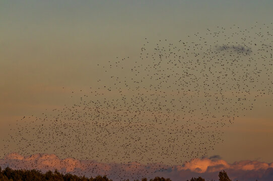 Starling murmuration flying across an orange dusk sky