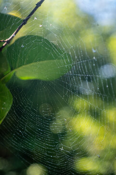 A beautiful close-up macro shot of a delicate, circular orb-weaver spider web covered in tiny glistening morning dewdrops. The intricate silk threads stretch between branches, with vibrant green summe