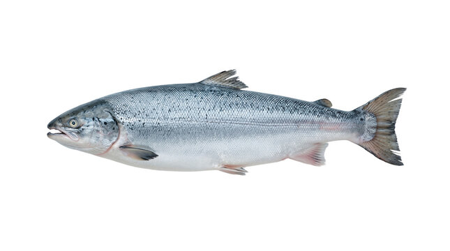 Atlantic salmon is shown in profile against a neutral grey background for commercial use.