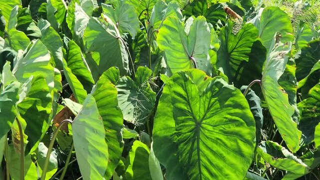 Lush Green Taro Plants Growing Densely in a Tropical Field on a Bright Sunny Day, Natural Background