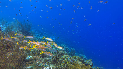 Caribbean coral garden, underwater Bonaire © John Anderson