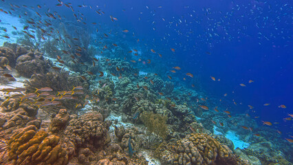 Caribbean coral garden, underwater Bonaire © John Anderson