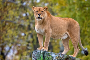 Lioness in a clearing © Janusz