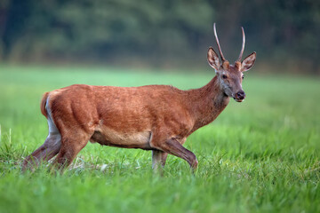 Red deer in a clearing © Janusz