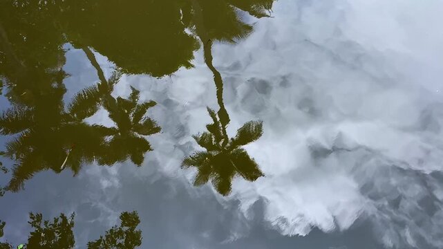 Reflection of coconut trees and clouds falling on gently undulating water	