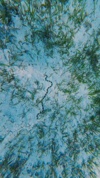 Banded sea krait swimming over sandy seabed