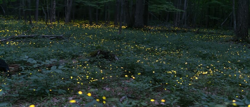 Forest floor illuminated by numerous fireflies at night