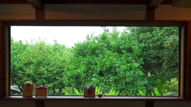 Framed View of Lush Green Jeju Tangerine Orchard and Trees (창틀 너머로 보이는 싱그러운 제주 감귤 밭과 초록 나무 풍경)