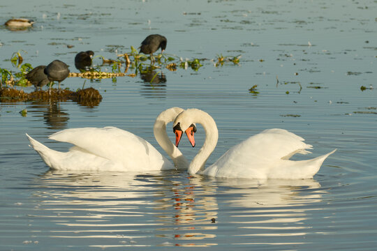 Pair of mute swans swimming close together on calm water, their curved necks forming a heart shape as they face each other