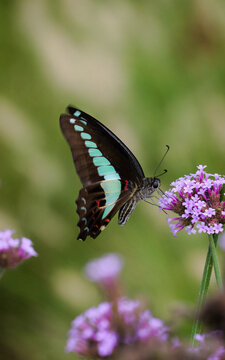 A close-up photo of a Common Bluebottle (Graphium sarpedon) sipping nectar on a purple flower