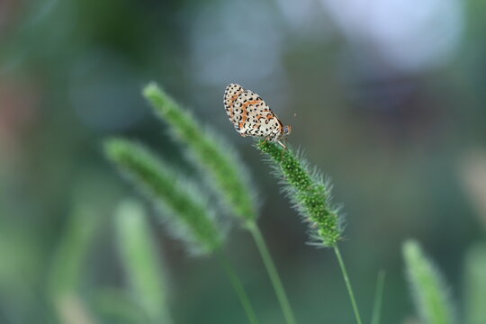 una farfalla melitaea didyma al tramonto in estate