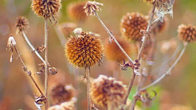 Dry flower heads sway gently in the breeze while sunlight highlights the earthy tones around them