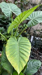Close up of large tropical elephant ear leaves with fresh lime green new growth and broad textured foliage in lush garden setting, creating dense natural background with soft daylight. © Biod