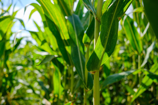 Lush green corn stalks and vibrant leaves growing closely in an agricultural farm field under bright summer sunlight during harvest season