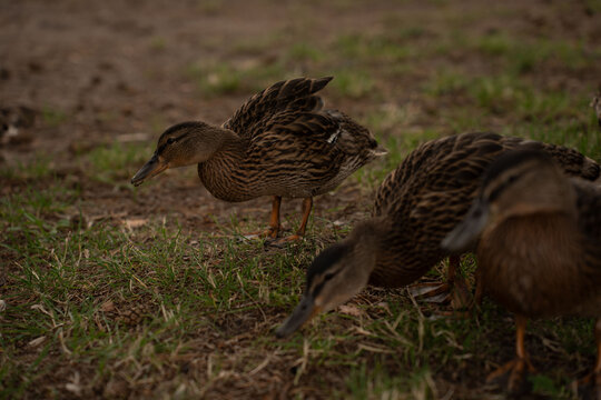 low-angle close-up of a female mallard and companions foraging on damp grassy ground in muted earthy tones, showing detailed brown patterned plumage, soft natural light and candid wildlife mood