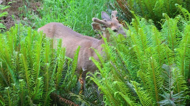 Young deer forages among lush green ferns in a forested area on Bowen Island